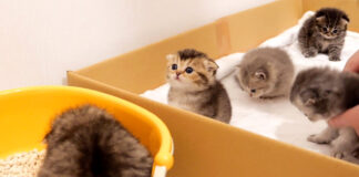トイレ待ちする子猫