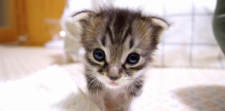 突進する子猫