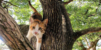 木から降りてきた猫