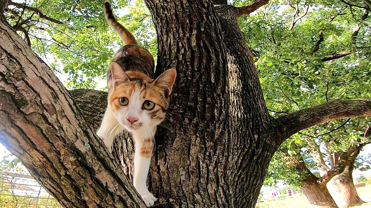 木から降りてきた猫