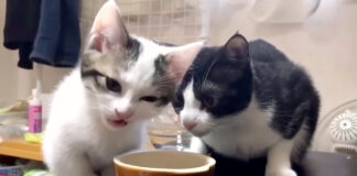 母猫からご飯を横取りした子猫