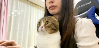 飼い主さんと仕事をする猫