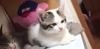 座る子猫