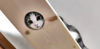 顔を覗かせる子猫