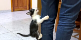 足を登る子猫