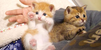 膝の上の子猫達