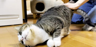 ブラッシングされる猫