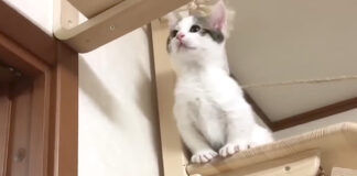 子猫の小さな大冒険