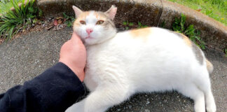 撫でられる猫