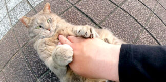 モフモフされる猫