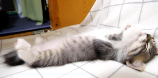 眠たい子猫