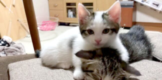 毛づくろいする子猫