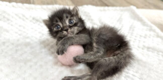 ボールで遊ぶ子猫
