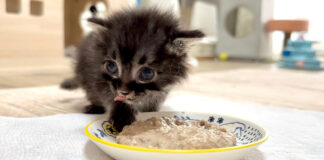 初めて離乳食を食べる子猫