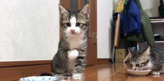 初めて水を飲む子猫