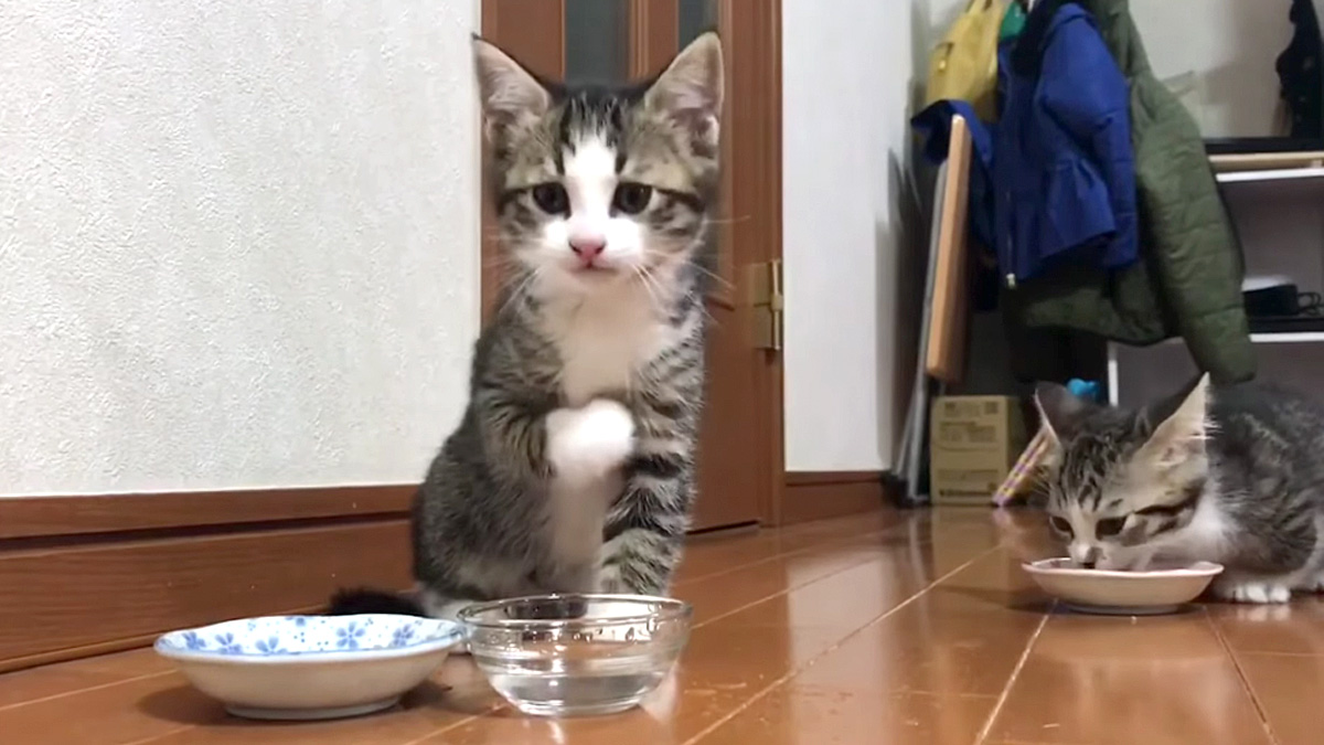 初めて水を飲む子猫