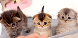 ご飯が食べたい子猫達