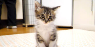 座る子猫