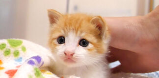 少し寂しくなった子猫