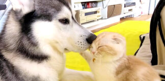 子猫と犬
