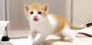 ミルクが飲みたい子猫