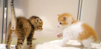 威嚇する妹猫とビビる兄猫