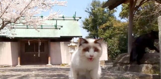神社の猫