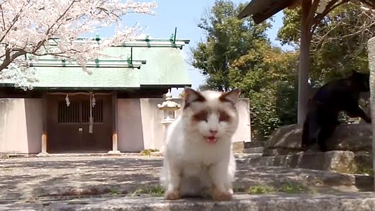 神社の猫