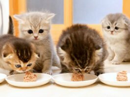 離乳食を食べる子猫達