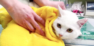 治療を受ける庭子猫