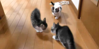 ケンカの仲裁に入る子猫