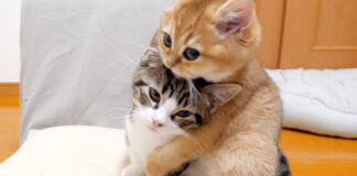 ケンカする子猫達