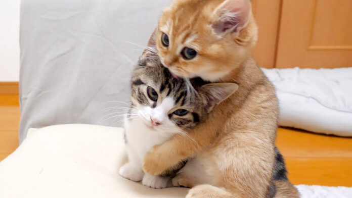 ケンカする子猫達