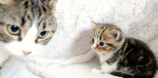 父猫と子猫