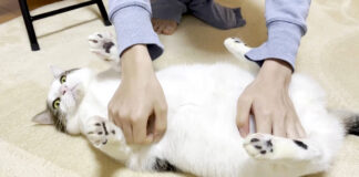 転がる猫
