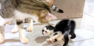 先住猫と子猫