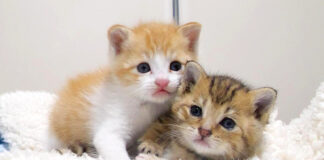 ケンカをする子猫達