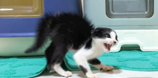 マジギレした子猫