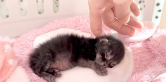 起こされる子猫