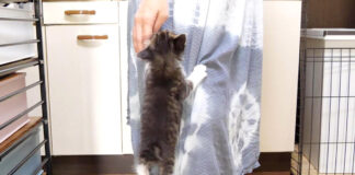 ミルクが待ちきれない子猫