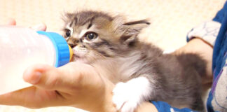 ミルクを飲む子猫
