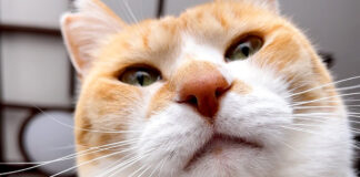 起こしに来た猫