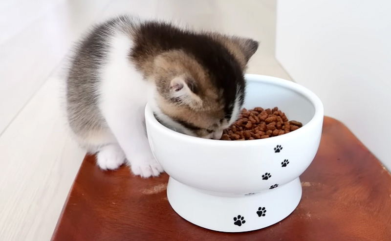 ご飯を食べる子猫