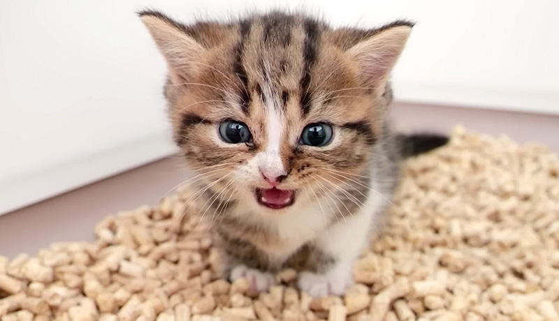 鳴く子猫