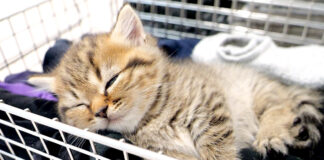 くつろぐ子猫