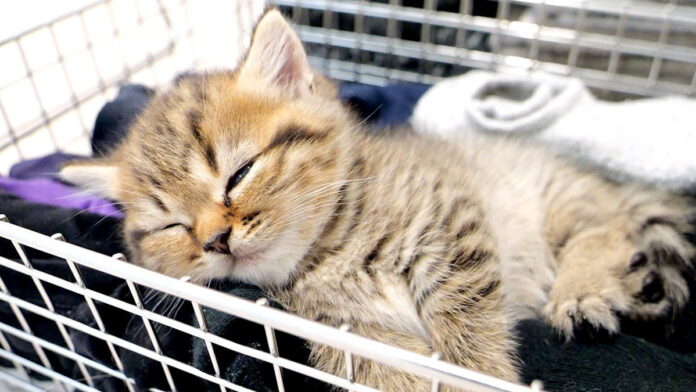 くつろぐ子猫