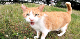 威嚇してきた猫