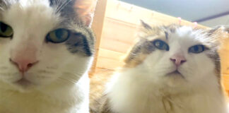 お兄ちゃんを起こしにきた猫達