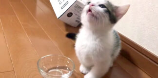 お水を飲む子猫