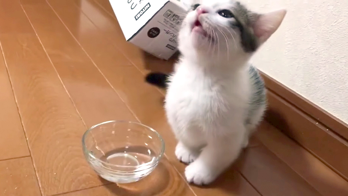 お水を飲む子猫